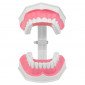Демонстрационная модель Revyline TM-048 "Зубы", малая