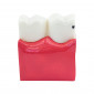 Демонстрационная модель Revyline TM-083 "Зубы в разрезе"
